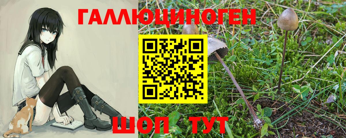 Псилоцибиновые грибы мицелий  Псилоцибиновые грибы прущие грибы  Ессентуки 